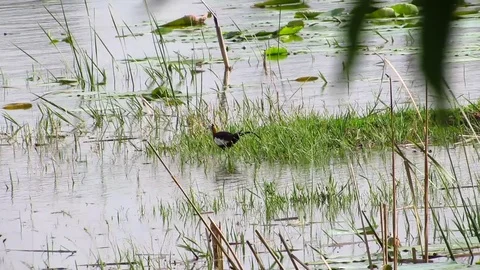 Pheasant Tailed Jacana Stock Footage 80932896