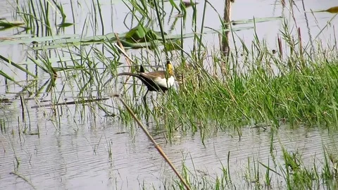 Pheasant Tailed Jacana Stock Footage 80933204