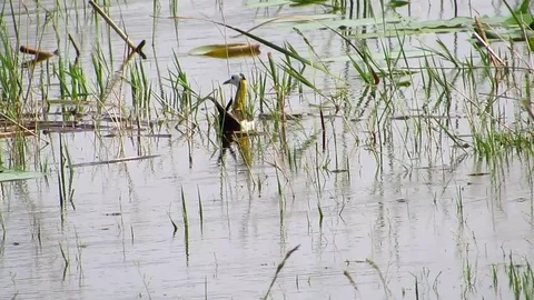 Pheasant Tailed Jacana Stock Footage 80974359