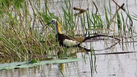 Pheasant Tailed Jacana Stock Footage 80974405