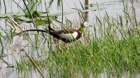 Pheasant Tailed Jacana Stock Footage 81008129