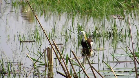 Pheasant Tailed Jacana Stock Footage 81049658