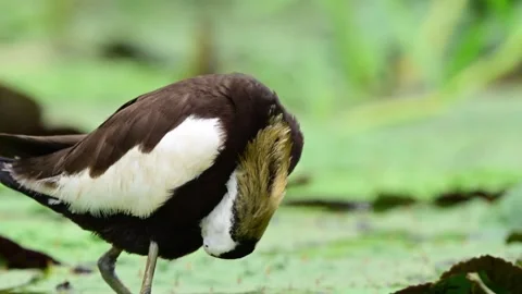 Pheasant Tailed Jacana Foraging Across Floating Lily Pads Stock Footage 345887110