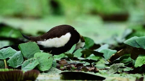 Pheasant-Tailed Jacana Guarding a Single Egg in the Rain Stock Footage 344374013