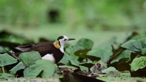 Pheasant Tailed Jacana Guiding Young Chicks Through Freshwater Habitat Stock Footage 345891715