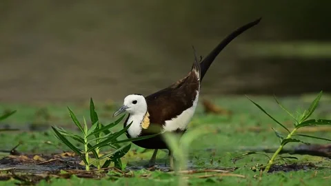 Pheasant-tailed Jacana Hydrophasianus Chirurgus Capturing Insect on Lily Pad Stock Footage 340878321