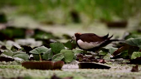 Pheasant Tailed Jacana Incubating Egg During Rainy Evening in Wetland Stock Footage 346006489