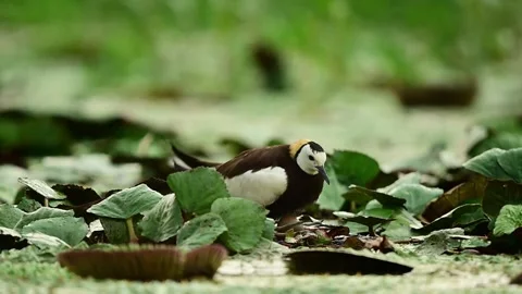 Pheasant-Tailed Jacana Incubating a Single Egg During a Rain Shower Stock Footage 344374283