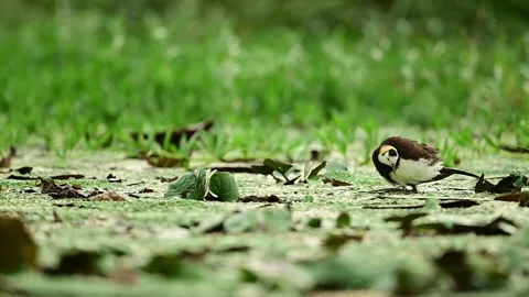 Pheasant Tailed Jacana Keeping Tiny Chick Safe During Rain Stock Footage 346006505