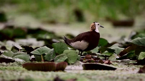 Pheasant Tailed Jacana Leaving Egg to Attend Newly Hatched Chicks Stock Footage 346006444