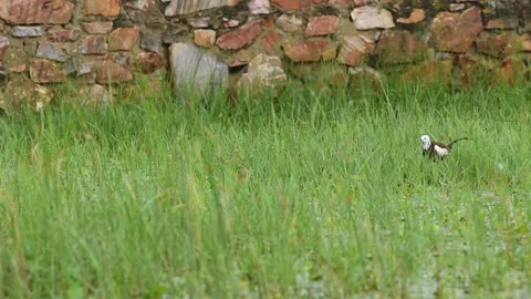 Pheasant tailed jacana or Hydrophasianus chirurgus in natural green background Video stock 143982367