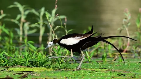 Pheasant Tailed Jacana Pair Engaging in Courtship Display Stock-Footage 342025267