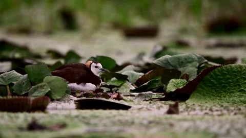 Pheasant Tailed Jacana Protecting Chicks During Rainy Evening Stock Footage 346006464