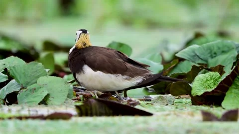 Pheasant Tailed Jacana Protecting Young Chick Under Body in Wetland Stock Footage 345887958