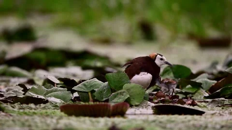 Pheasant Tailed Jacana Releasing Chicks While Incubating Remaining Egg Stock Footage 346006503