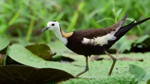 Pheasant Tailed Jacana Standing Alert on Floating Lily Pads Stock Footage 345887475