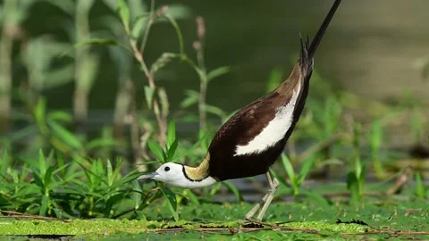 Pheasant-Tailed Jacana Standing on Green Wetland Vegetation and Calling Stock Footage 342027304