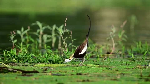 Pheasant-Tailed Jacana Standing on Green Wetland Vegetation and Calling Stock Footage 342027688