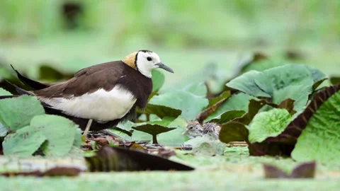 Pheasant Tailed Jacana Taking Tiny Chick Under Body for Protection Stock Footage 345891757