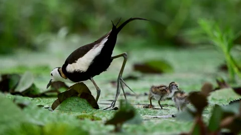 Pheasant Tailed Jacana Walking Across Floating Lily Pads in Wetland Stock Footage 345887806