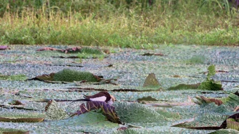 Pheasant-tailed Jacana Walking and Flying on Euryale Leaves with Chick Stock Footage 340983456