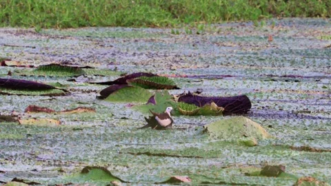 Pheasant-tailed Jacana Walking and Flying on Euryale Leaves with Chick Stock-Footage 340983460