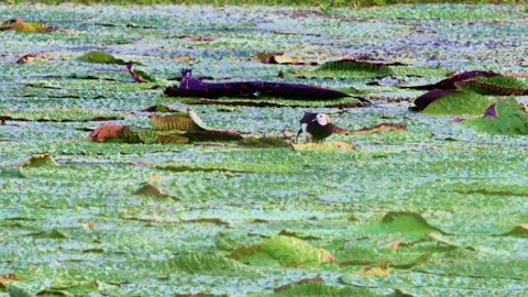 Pheasant-tailed Jacana Walking and Flying on Euryale Leaves with Chick Stock-Footage 340983485