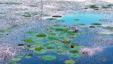 Pheasant-tailed Jacana Walking and Flying on Euryale Leaves with Chick Stock Footage 340985170