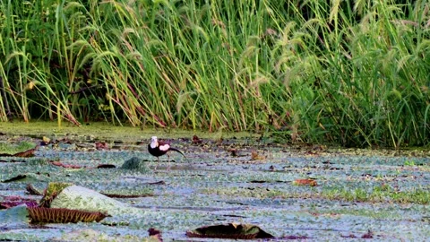 Pheasant-tailed Jacana Walking and Flying on Euryale Leaves with Chick Stock-Footage 340985461