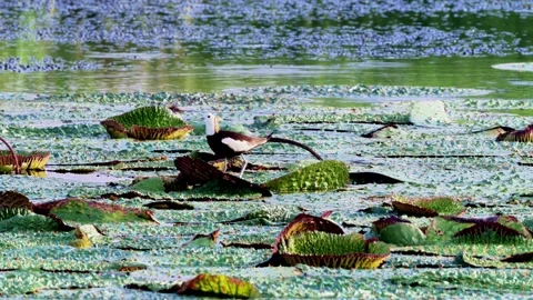 Pheasant-tailed Jacana Walking and Flying on Euryale Leaves with Chick Stock-Footage 340985469
