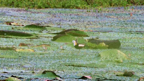 Pheasant-tailed Jacana Walking and Flying on Euryale Leaves with Chick Stock Footage 340985509