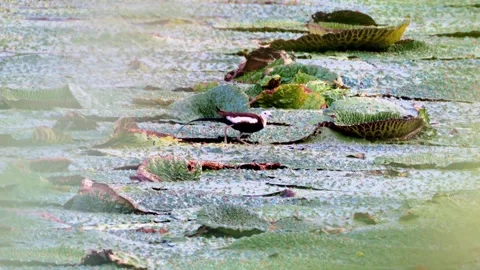 Pheasant-tailed Jacana Walking and Flying on Euryale Leaves with Chick Stock Footage 340985599