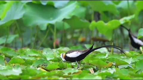 Pheasant-tailed Jacana Walking on Floating Lotus Leaves in Freshwater Pond Stock Footage 330981644