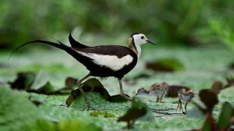 Pheasant Tailed Jacana Walking with Tiny Chicks Across Lily Pads Stock Footage 345887791