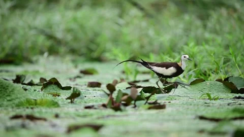 Pheasant Tailed Jacana Walking with Tiny Chick Through Freshwater Wetland Vídeos de archivo 345887855