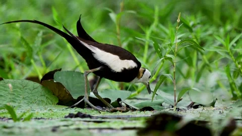 Pheasant Tailed Jacana Walking with Tiny Chicks Across Lily Pads Vídeos de archivo 345887977