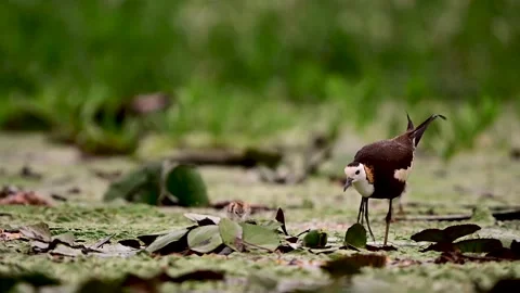 Pheasant Tailed Jacana Walking with Tiny Chicks Across Wetland Stock Footage 346006435