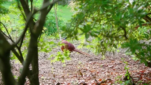 A pheasant taking cover Stock Footage 314017694
