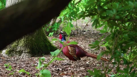 A pheasant taking cover Stock Footage 314017714