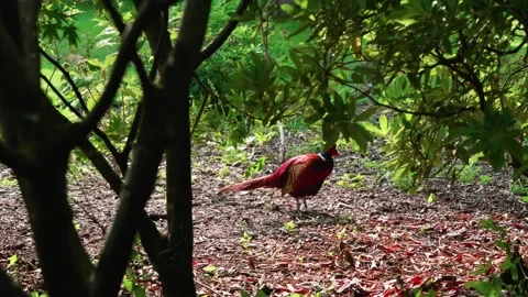 A pheasant taking cover Stock Footage 314017736
