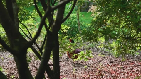 A pheasant taking cover Stock Footage 314017753