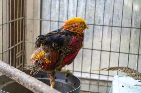 Pheasant with a torn off tail Stockfoto's
