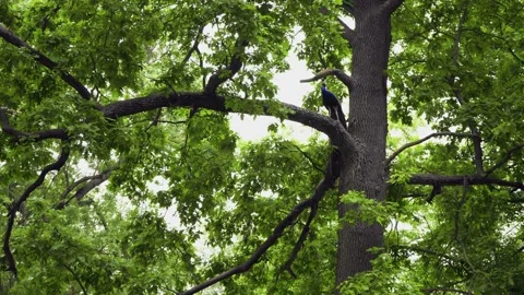 Pheasant tree. Peacocks are hiding in a tree. Peacocks climb a tree branch. 動画素材 149240962