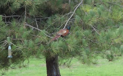 Pheasant in a tree Stock Photos