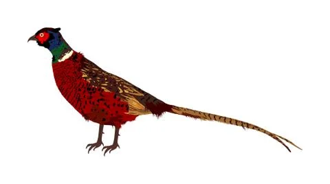 Pheasant vector illustration isolated on white background. 스톡 일러스트