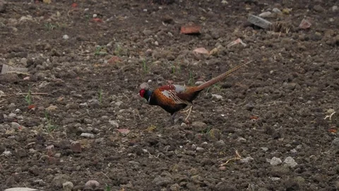 Pheasant walking across a field Stock Footage 289176282