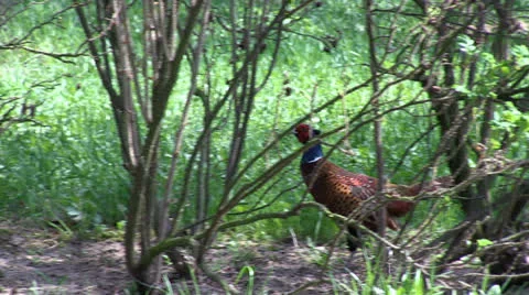 Pheasant walking in bushes Stock Footage 25508456