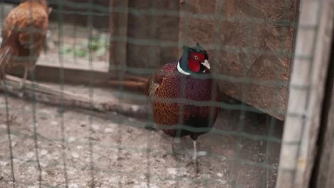 Pheasant walking in a cage at a farm Stock Footage 153703715