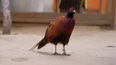 Pheasant walking In farmyard. Stock Footage 115062727
