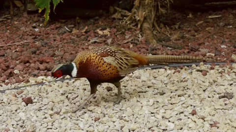 Pheasant Walking Stock Footage 10971000